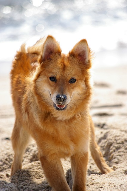 号 （单数） 狗 小费 - 上的免费照片