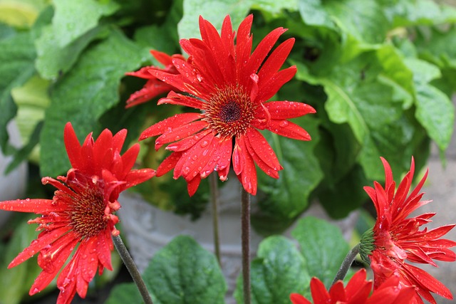 红色的Gerber雏菊 格柏 雏菊 - 上的免费照片