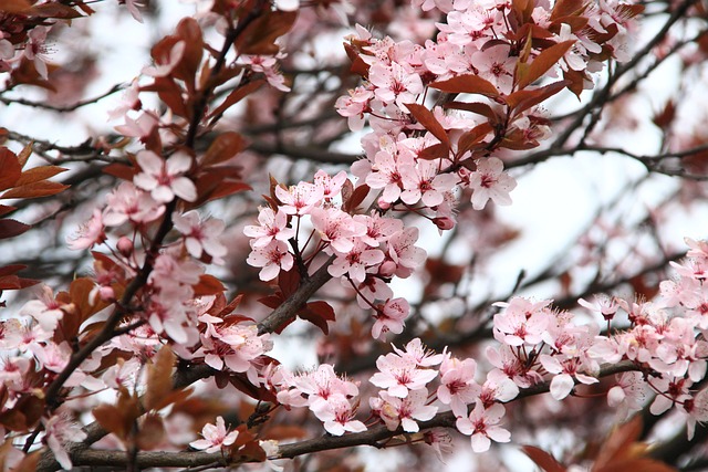 日本樱花 花朵 树 - 上的免费照片