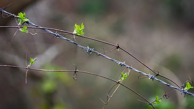 带刺的 金属丝 植物 - 上的免费照片
