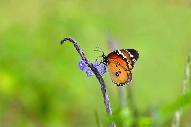 蝴蝶 蓝色的花 吸蜜 - 上的免费照片