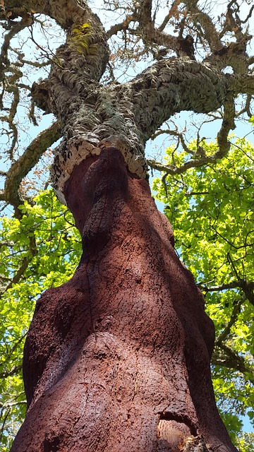 栓皮栎 落叶乔木 栎类 - 上的免费照片