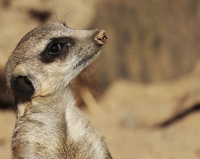 猫鼬 动物 野生动物 - 上的免费照片