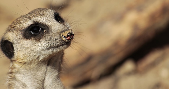 猫鼬 动物 野生动物 - 上的免费照片