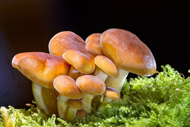 蘑菇 野生蘑菇 孢子 - 上的免费照片