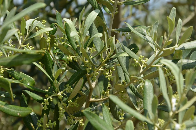 橄榄花 橄榄 Olea - 上的免费照片