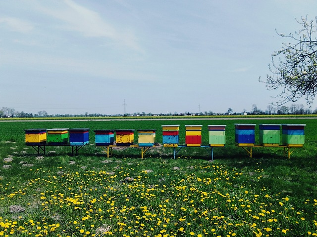 超 乌勒 黄蜂 - 上的免费照片