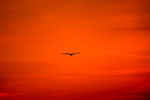 秃鹰 秃鹰王 鸟 - 上的免费照片