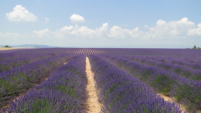 Lavende 鲜花 熏衣草 - 上的免费照片