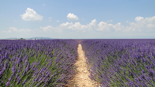 Lavende 鲜花 熏衣草 - 上的免费照片