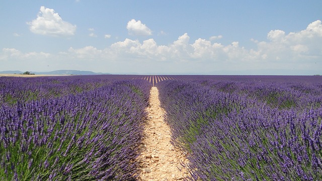 Lavende 鲜花 熏衣草 - 上的免费照片