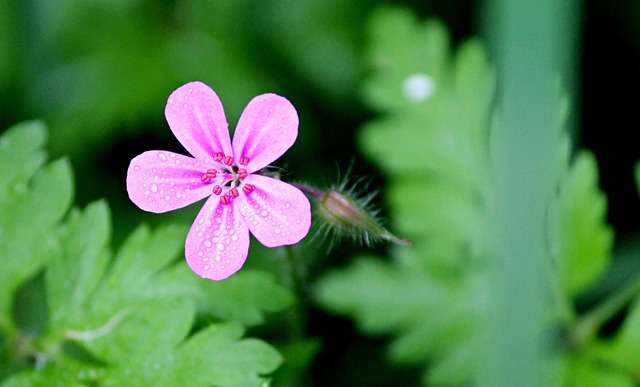 臭 Cranesbill Ruprecht 草本 紫色的 - 上的免费照片