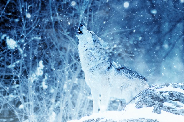 狼 嗥 动物 - 上的免费照片