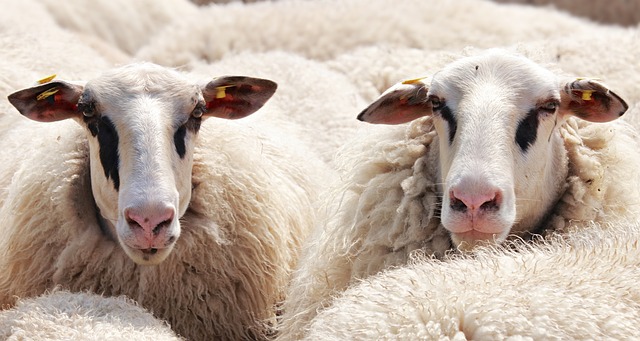 羊 群羊 动物 - 上的免费照片