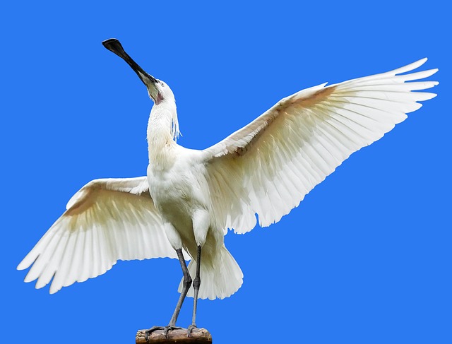 动物 鸟 苍鹭 - 上的免费照片