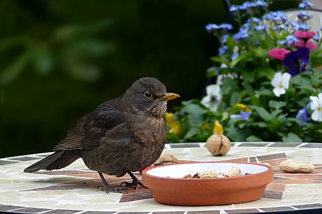 鸟 节气门 Turdus Philomelos - 上的免费照片