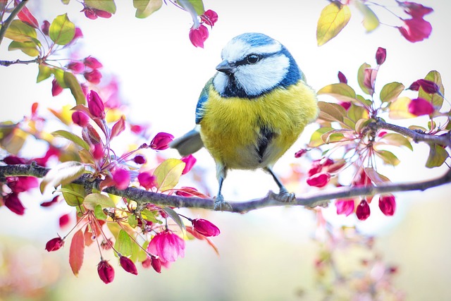 弹簧鸟 鸟 山雀 - 上的免费照片