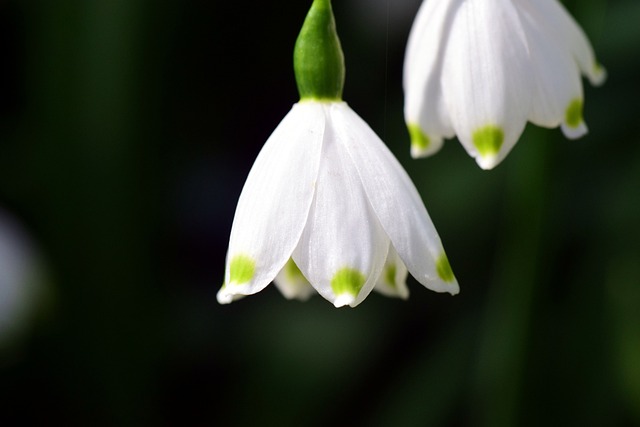 Leucojum Vernum 雪花 伟大的五彩缤纷 - 上的免费照片