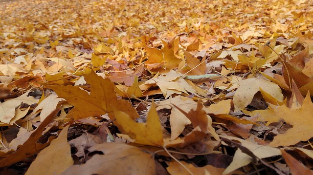 Autumn Yellow - 上的免费照片