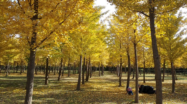 Autumn Yellow - 上的免费照片