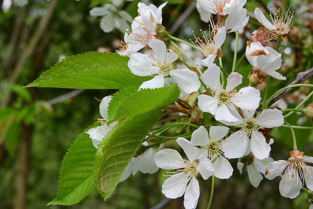 樱桃 樱花 白色的花 - 上的免费照片