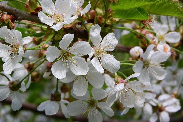 樱桃 樱花 白色的花 - 上的免费照片