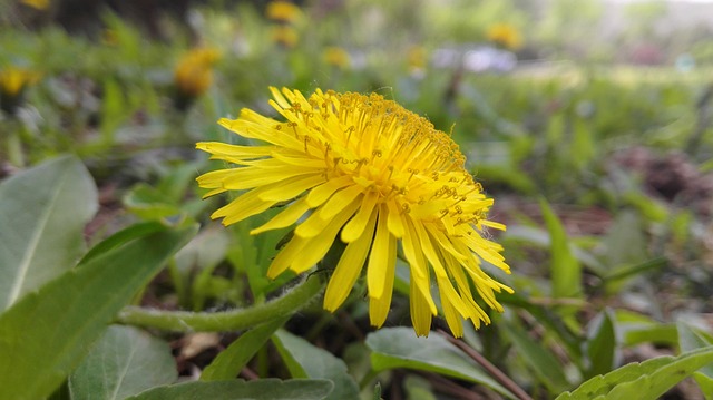 Flowers Yellow - 上的免费照片