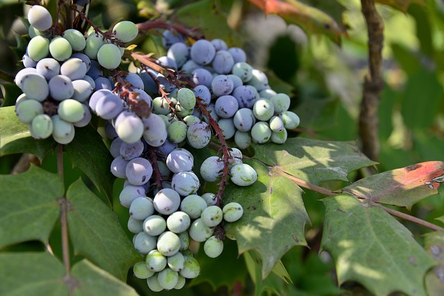 果實 成串 紫色、綠色 - 上的免费照片