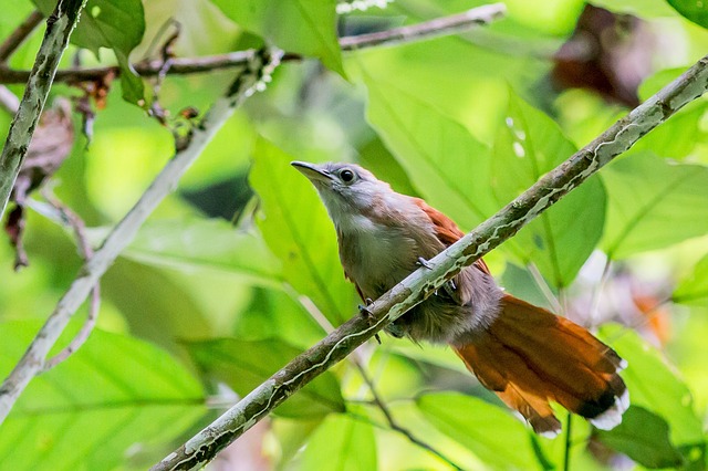 Chevron轮红色 鸟 - 上的免费照片
