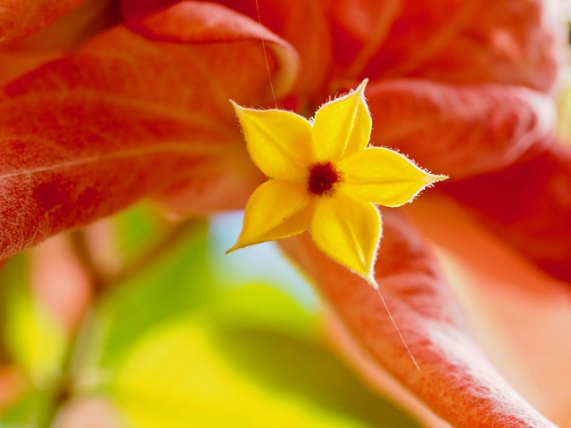 花 靓丽 花朵 - 上的免费照片