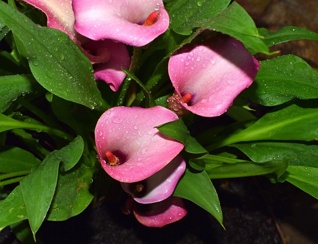 雨水淋湿的马蹄莲 雨淋 雨 - 上的免费照片