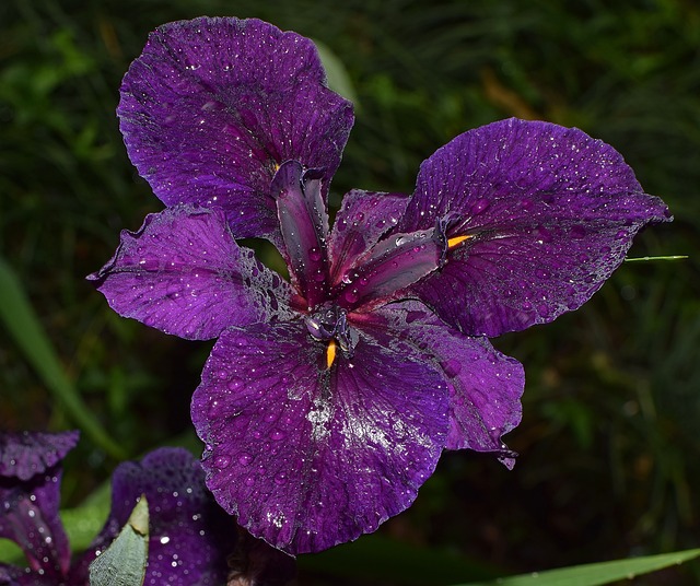 闪闪发光的雨水湿虹膜 路易斯安那鸢尾 花 - 上的免费照片