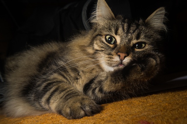 猫 挪威森林猫 猫眼 - 上的免费照片