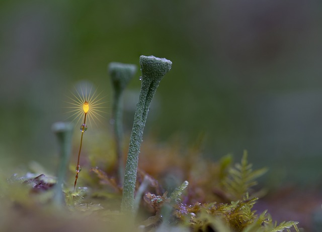 喇叭苔藓 森林 苔藓 - 上的免费照片