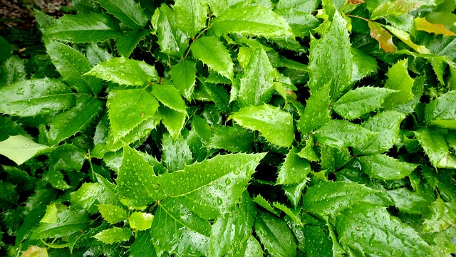 树叶 雨 细雨 - 上的免费照片