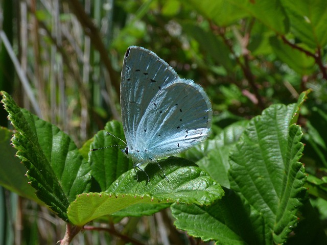 蓝蝴蝶 Celastrina Argiolus Náyade - 上的免费照片
