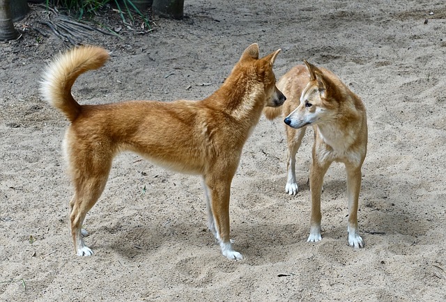 野狗 狗 犬类 - 上的免费照片