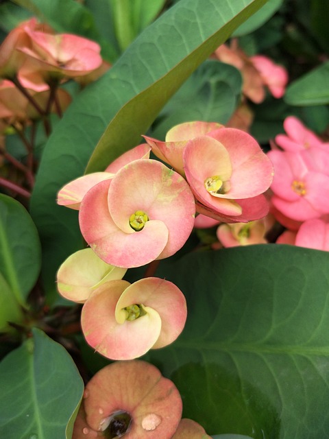 花 颜色 - 上的免费照片