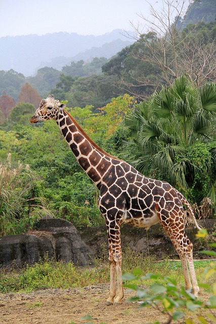 長頸鹿 麒麟 動物園 - 上的免费照片