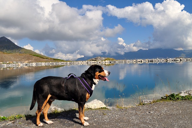 伟大的瑞士山狗 艾格峰少女峰运行 公路 - 上的免费照片