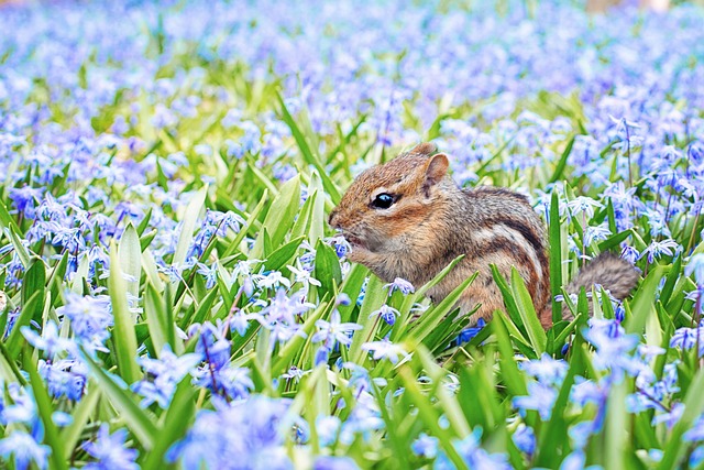 花栗鼠 春天 原野 - 上的免费照片
