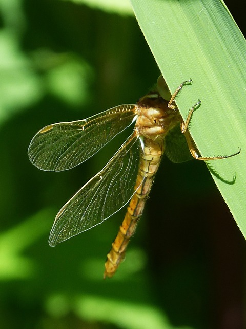 金蜻蜓 Sympetrum Meridionale 叶 - 上的免费照片