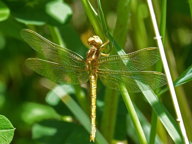 金蜻蜓 Sympetrum Meridionale 叶 - 上的免费照片