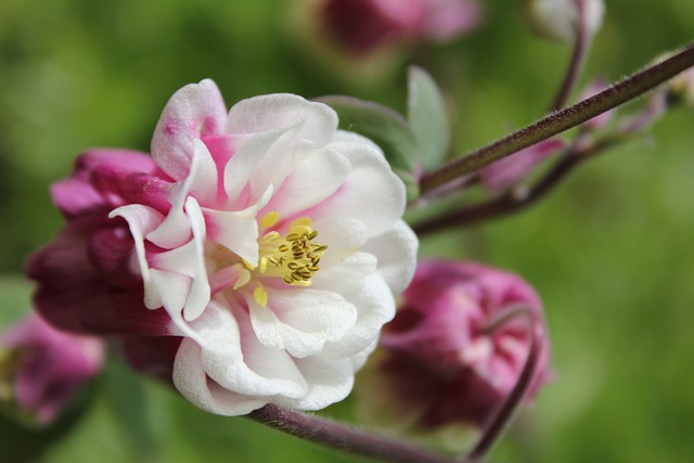 Aquilegia 科伦 花 - 上的免费照片