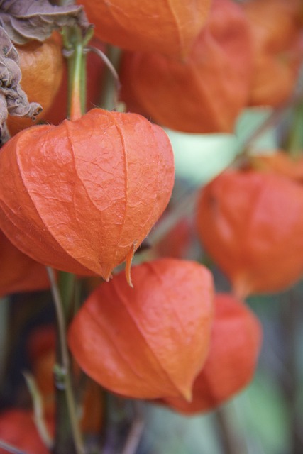 植物 安登贝里 - 上的免费照片