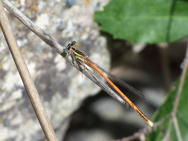 Platycnemis Acutipennis 橙色蜻蜓 细节 - 上的免费照片