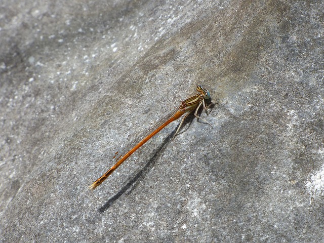 Platycnemis Acutipennis 橙色蜻蜓 石头 - 上的免费照片