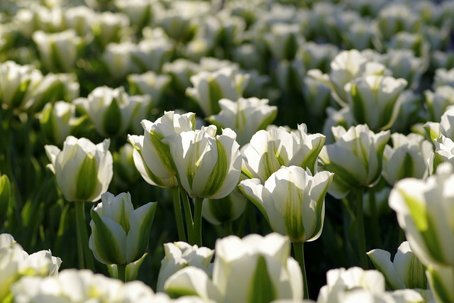 郁金香 绿色 折扣 - 上的免费照片