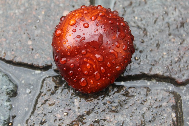 板栗 石头 落下 - 上的免费照片