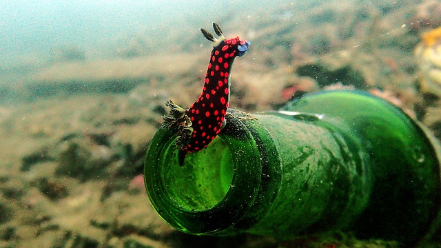 裸鳃亚目 Nembrotha 潜水 - 上的免费照片